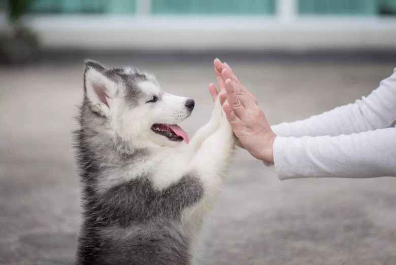 Active Puppies Guaranteed Fun