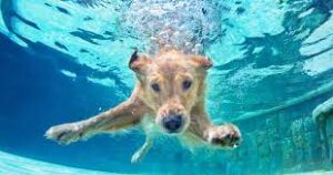 Benefits of Pet Swimming