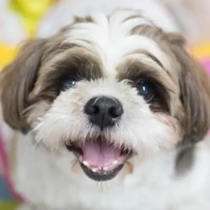 Charming Shih Tzu Companion