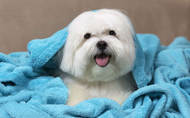 Charming and Elegant Maltese