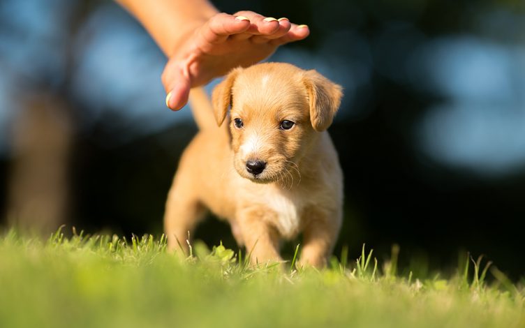 Curious behaviors of puppies