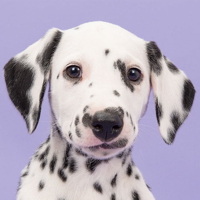 Dalmatian Unique and Lively