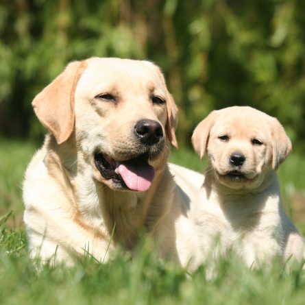 Devoted Energetic Labrador Companion