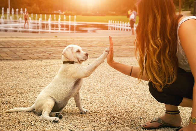 Dogs Friends and Companions