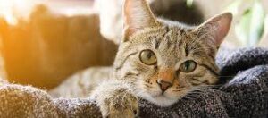 Fascinating Cat Health Curiosities