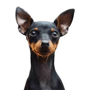 Fearless and Energetic Pinscher