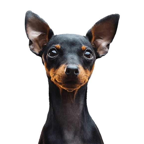 Fearless and Energetic Pinscher