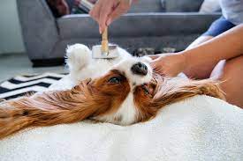 Healthy Pet Fur Care