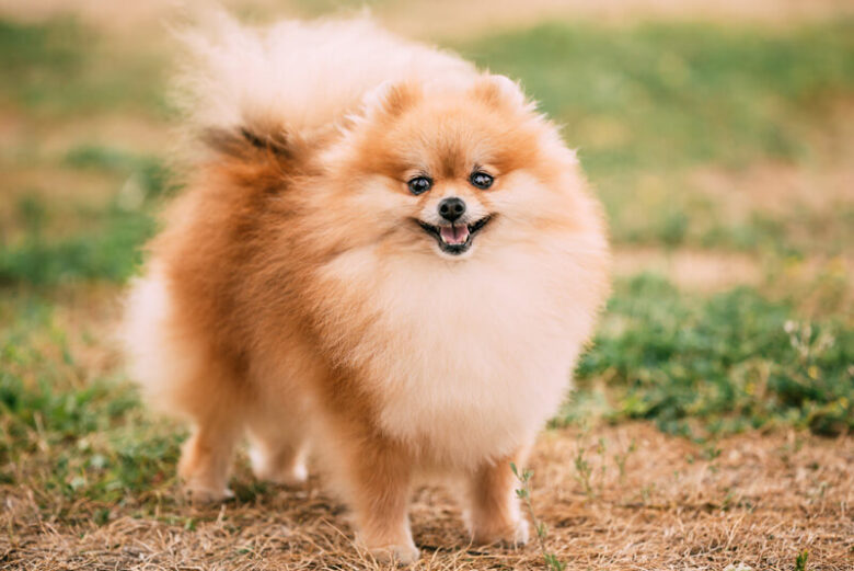 Lovely Pomeranian Petite Delight