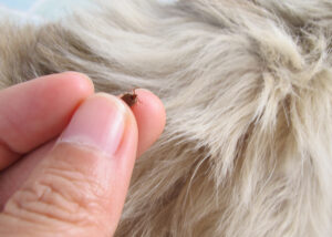 Protecting Dogs from Ticks