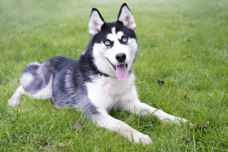 The Amazing Siberian Husky