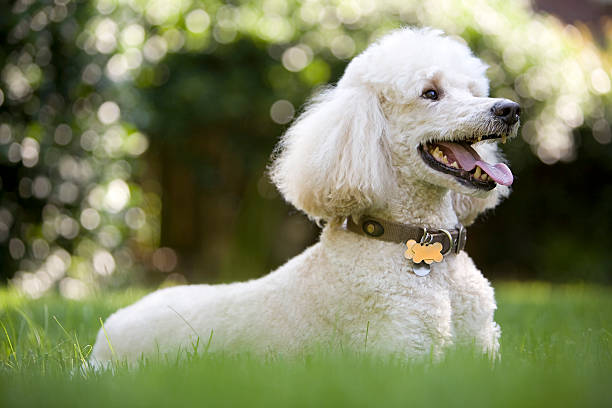 A portrait of a standard poodle in the grass