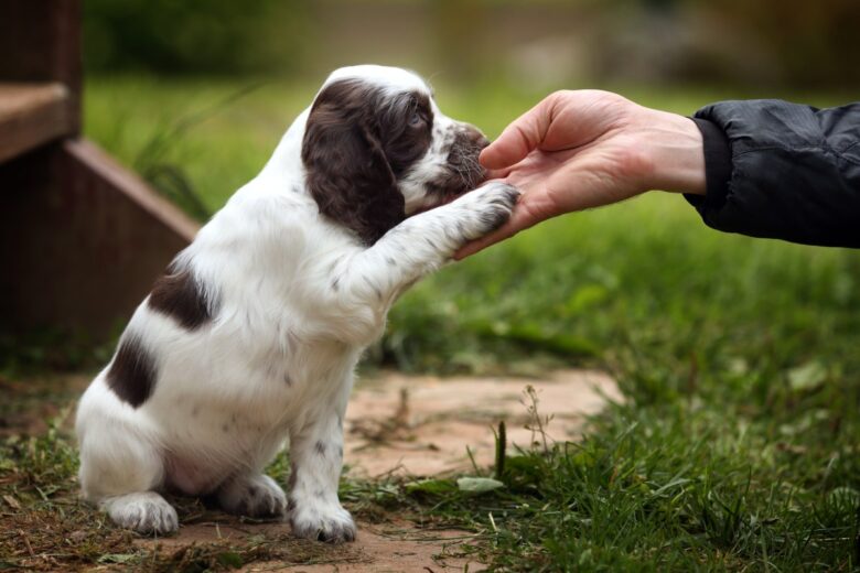 Training Puppies with Fun