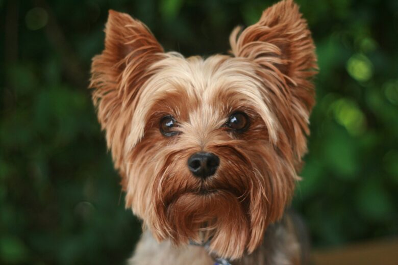 Cute Yorkie: An Adorable Breed